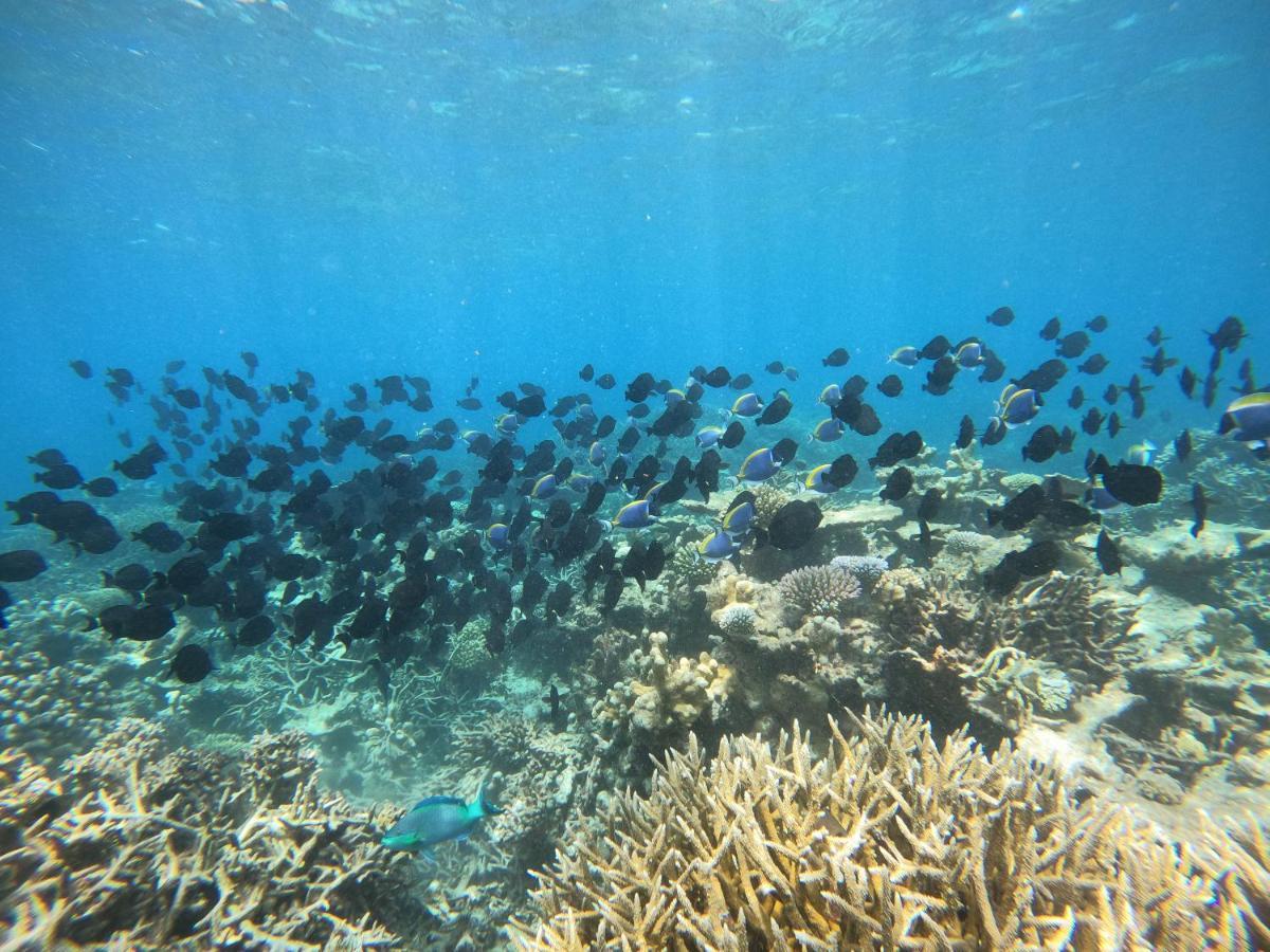 هانغناميدهو Coral Beach Maldives المظهر الخارجي الصورة